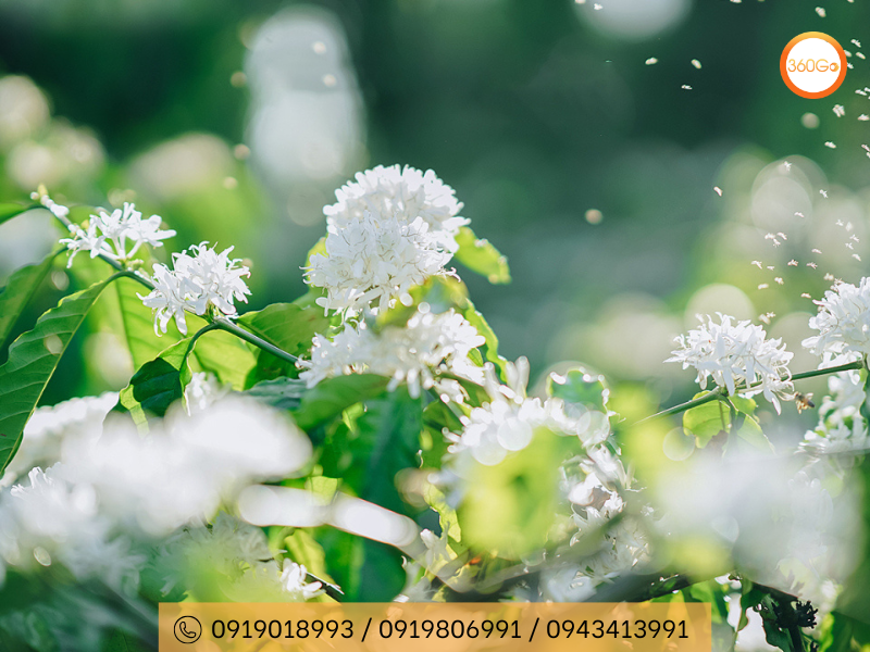 Mùa hoa cà phê bừng nở tháng 1 đến tháng 4 - Du lịch 360Go